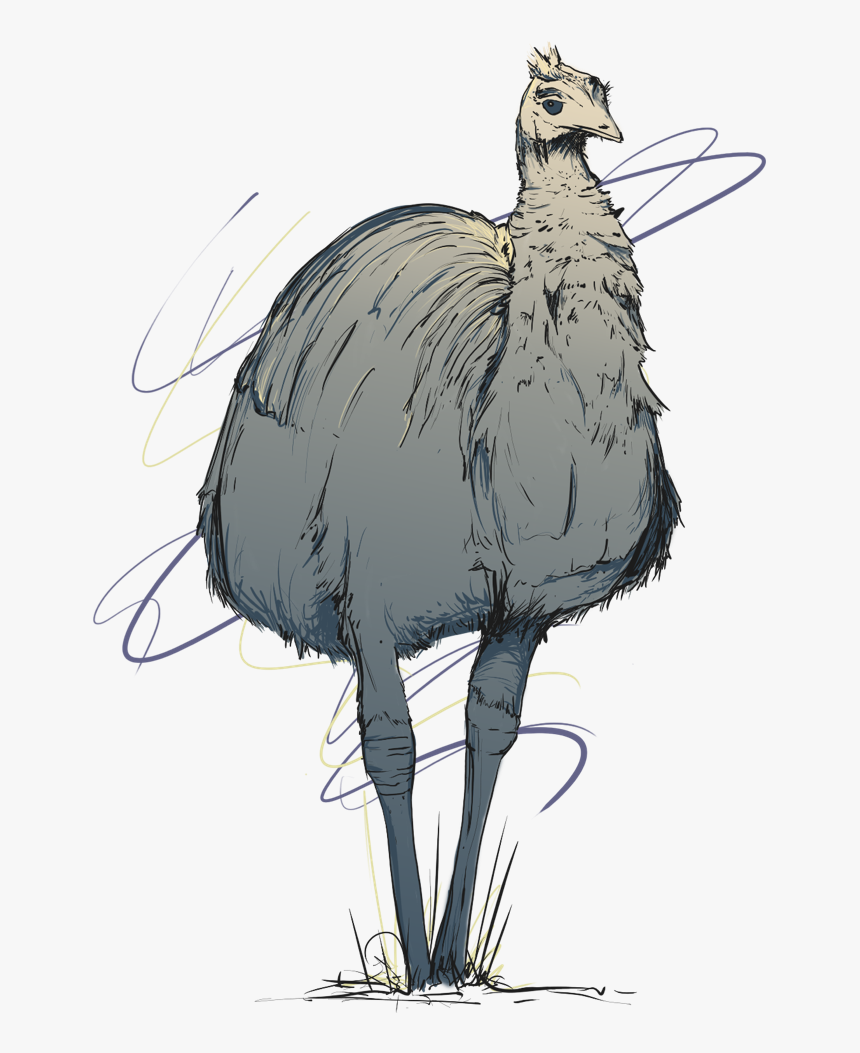 Emu, HD Png Download, Free Download