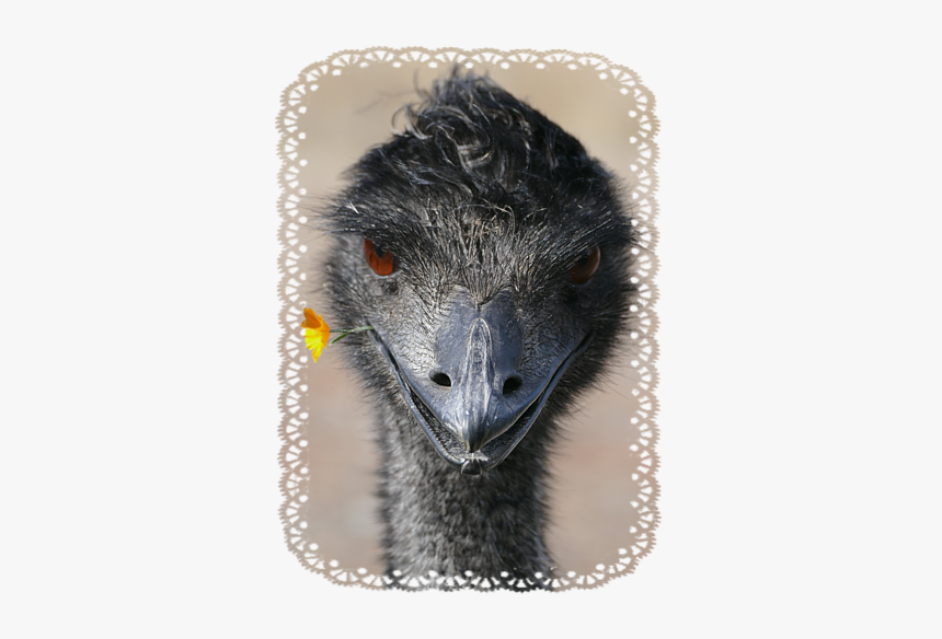 Emu, HD Png Download, Free Download