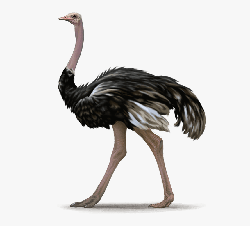 Emu - Ostrich Png, Transparent Png, Free Download