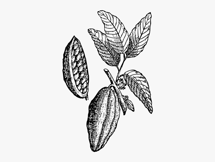 Beans Vector Cocoa Tree - Cocoa Bean Drawing Png, Transparent Png, Free Download