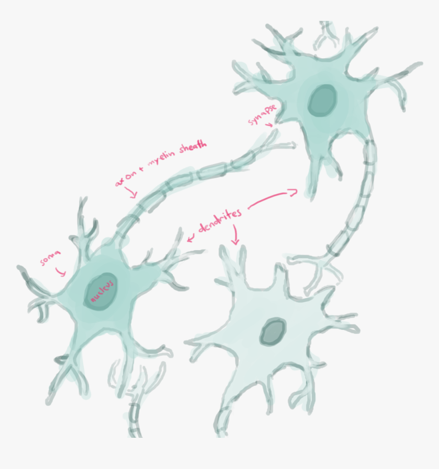 Transparent Neurons Png - Illustration, Png Download, Free Download