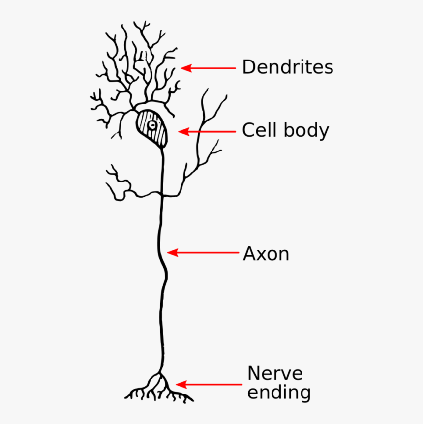 Neuron - Dendrite Neuron, HD Png Download, Free Download