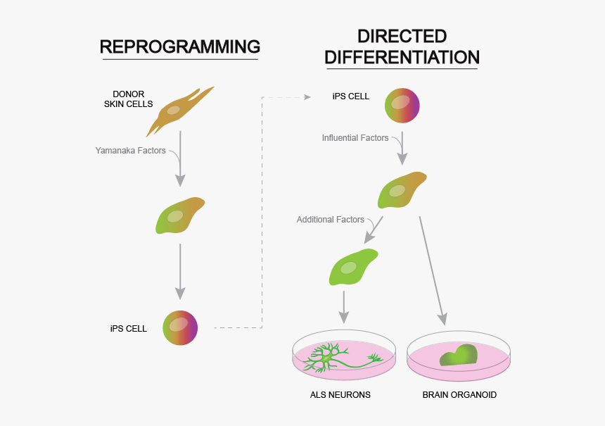 The Process Of Reprogramming Mature Skin Cells To Revert - Diagram, HD Png Download, Free Download