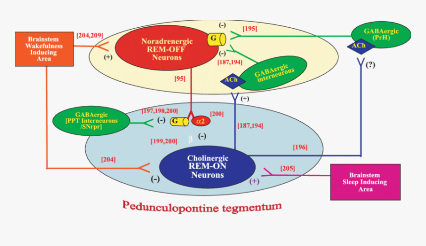 Proposed Connections To And From Rem On And Rem Off - Rem On Rem Off Neurons, HD Png Download, Free Download