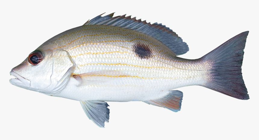 Moses Snapper - Bass, HD Png Download, Free Download