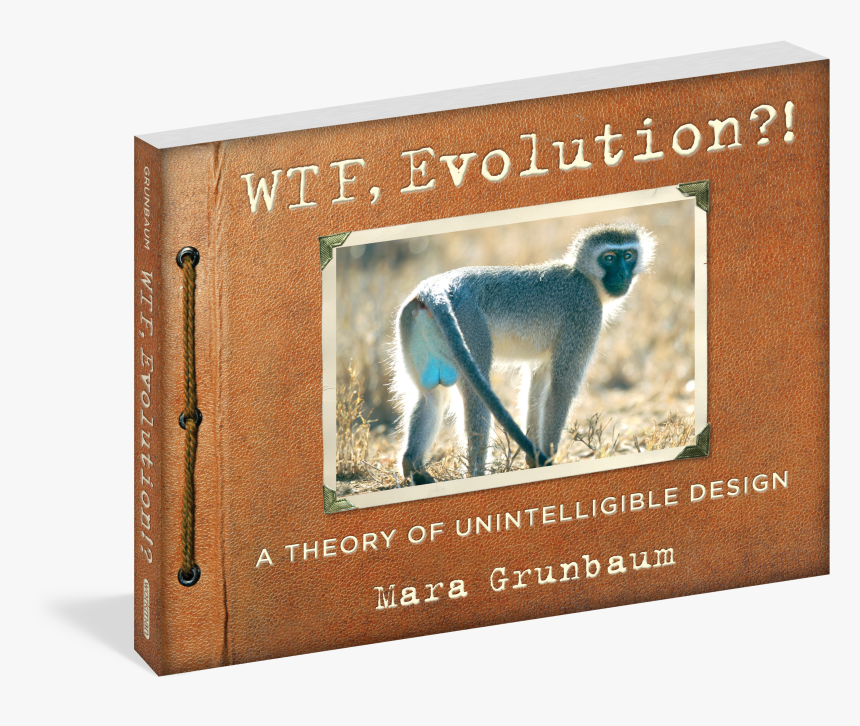 Evolution Wtf Facts - Evolution Frog Funny, HD Png Download, Free Download