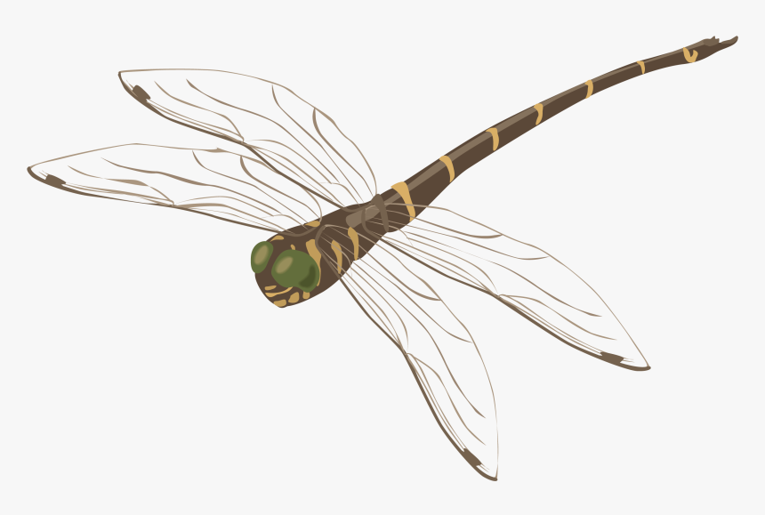 Dragonfly Png - Стрекоза Пнг, Transparent Png, Free Download