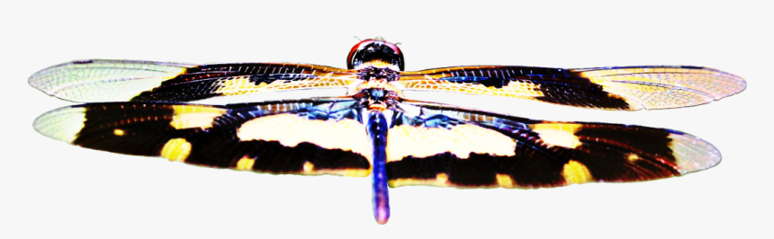 #dragonfly #nature #insect #wings The Original Photograph - Butterfly, HD Png Download, Free Download