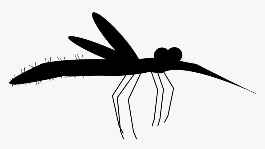 Insect Black & White - Membrane-winged Insect, HD Png Download, Free Download