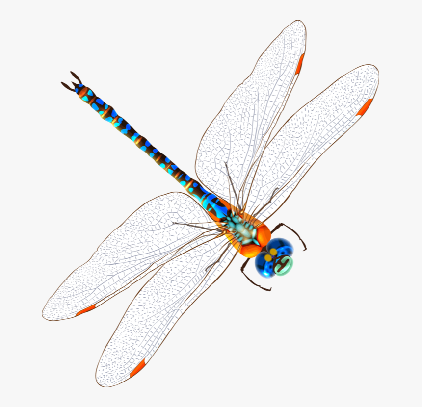 Transparent Insects Clipart - Net-winged Insects, HD Png Download, Free Download