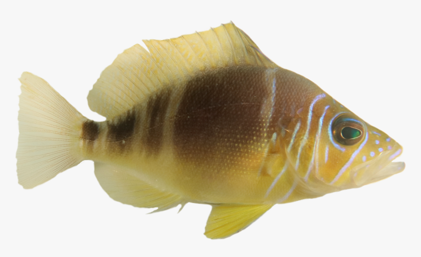Perch, HD Png Download, Free Download