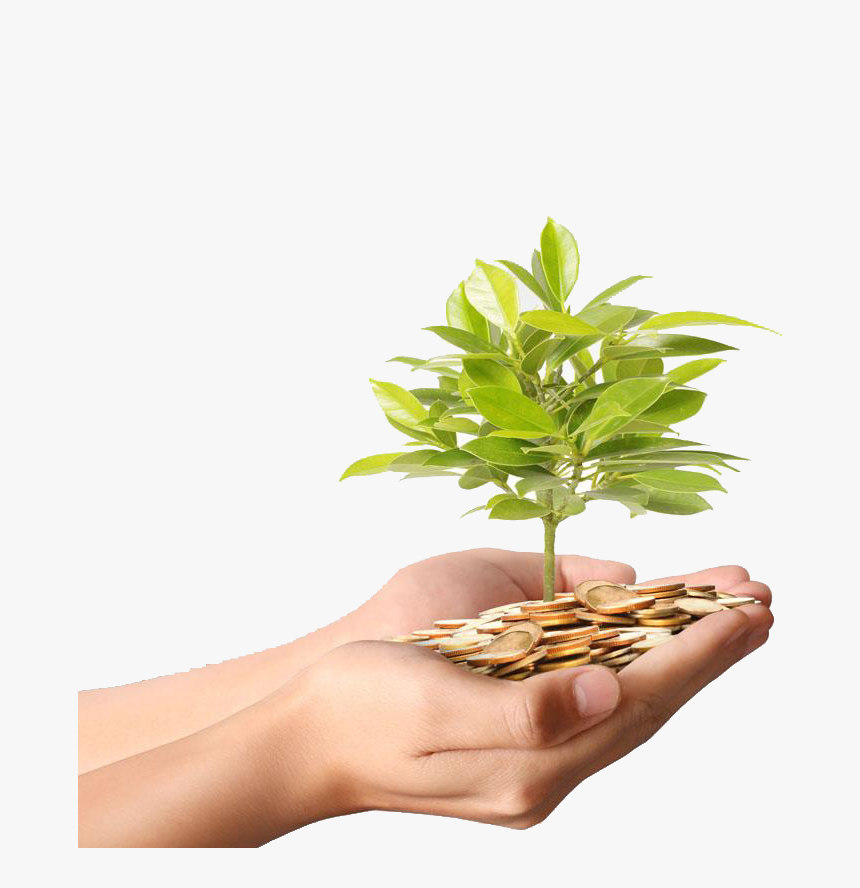 Money Plant Stock Coin - Money Plant Tree With Coin, HD Png Download, Free Download