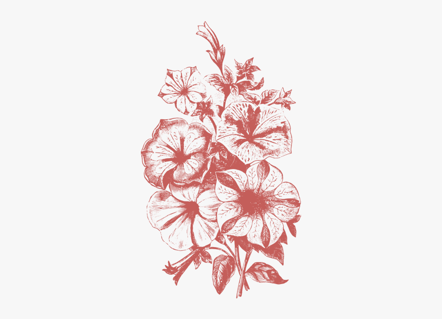 Plant Illustrations Vol - Vector Flower Illustration Png, Transparent Png, Free Download