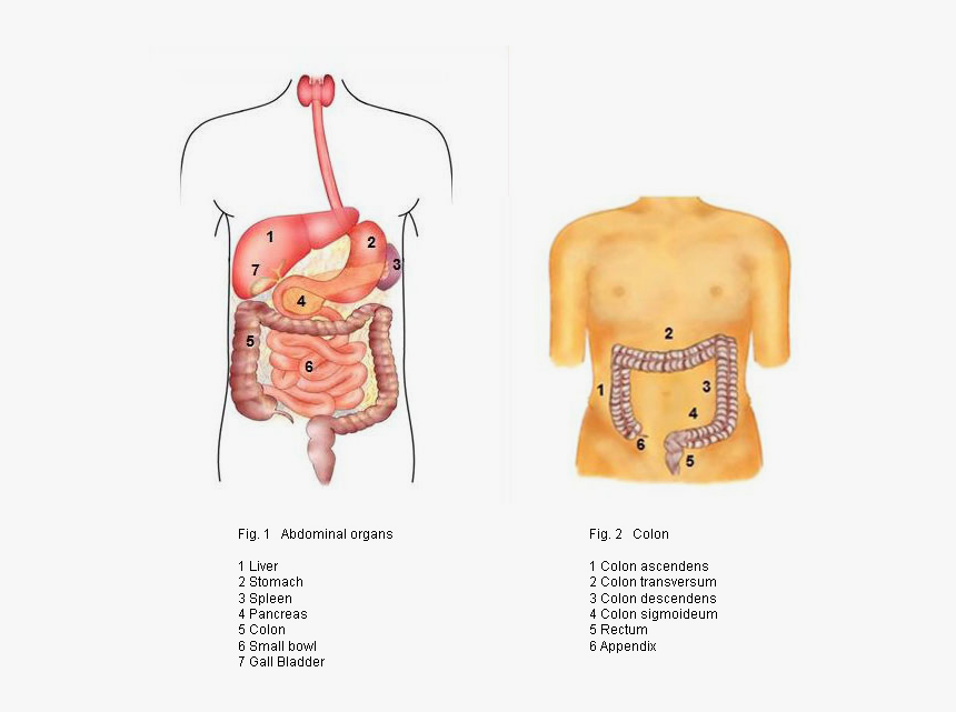 Darmkrankheiten - Illustration, HD Png Download, Free Download