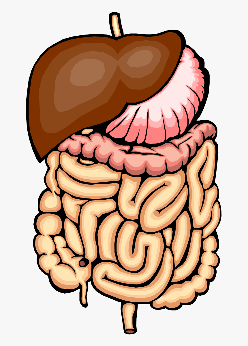 Intestines Download Free Clipart With A Transparent - Stomach And Intestines Clipart, HD Png Download, Free Download
