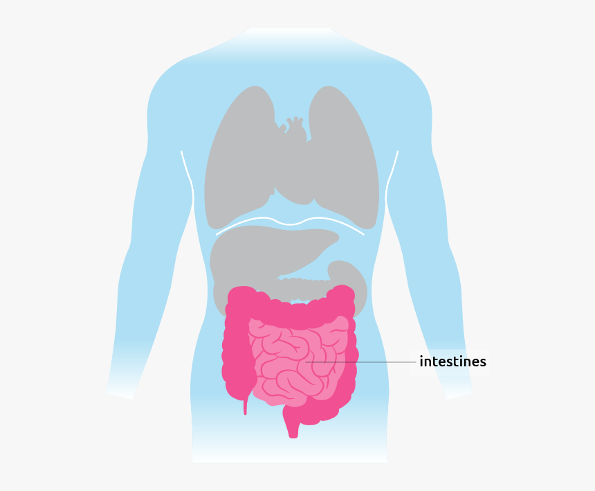 This Is Where The Intestines Are Situated In The Torso - Intestines Animation, HD Png Download, Free Download