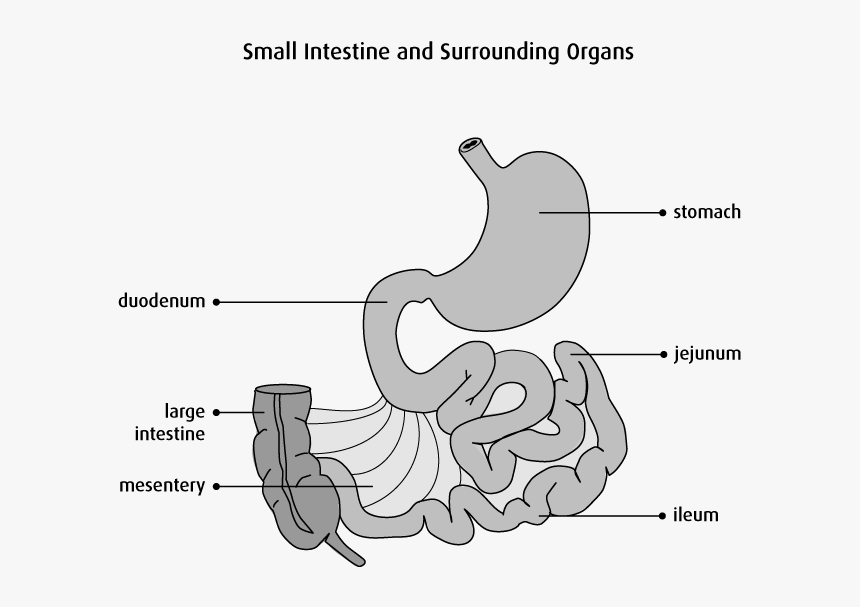 Diagram Of Stomach And Small Intestine, HD Png Download, Free Download
