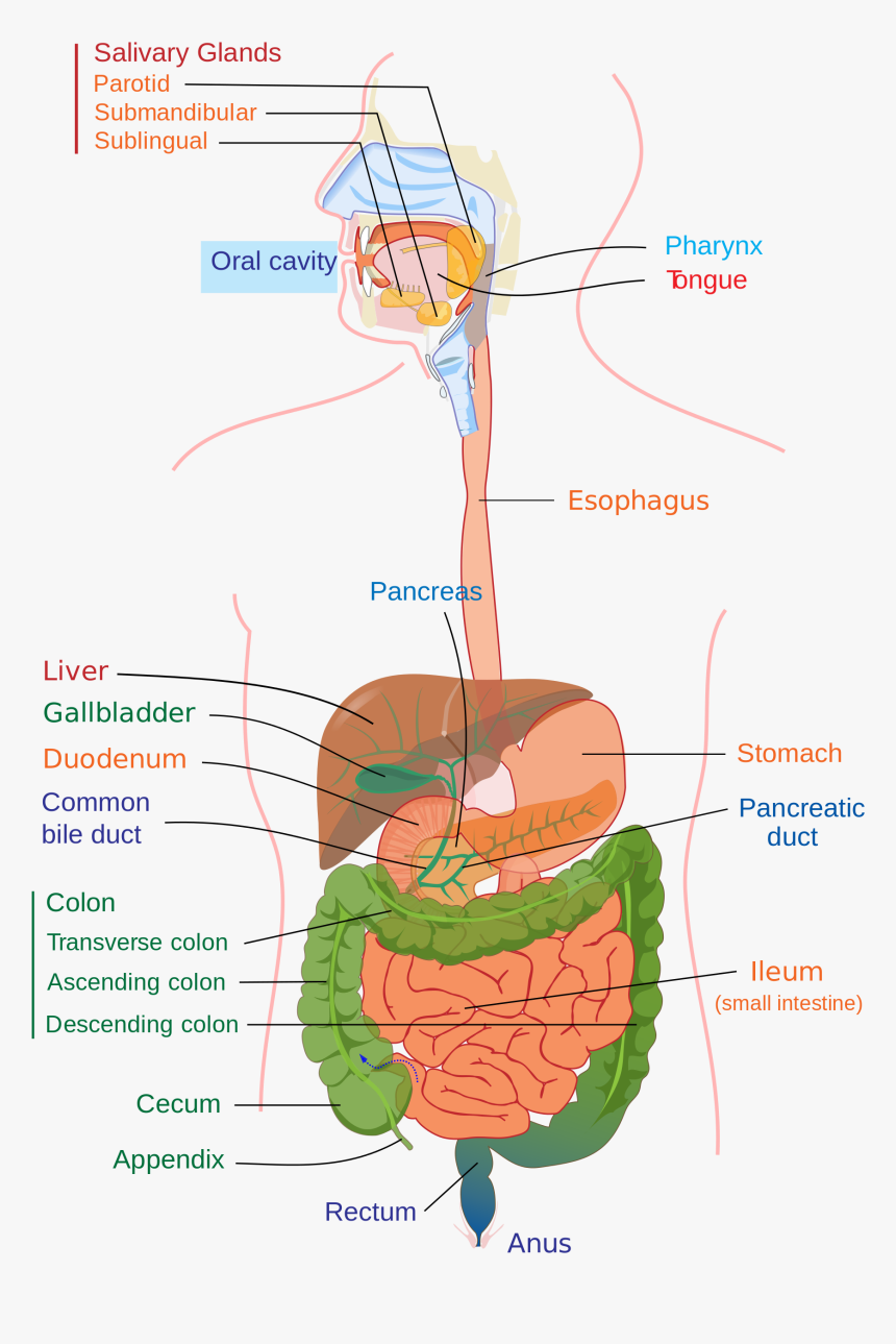 Human Digestive System, HD Png Download, Free Download