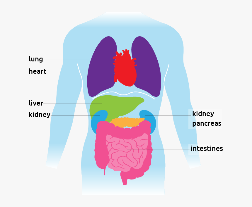 Illustration Of The Torso Showing All Organs - Organ Facts, HD Png Download, Free Download