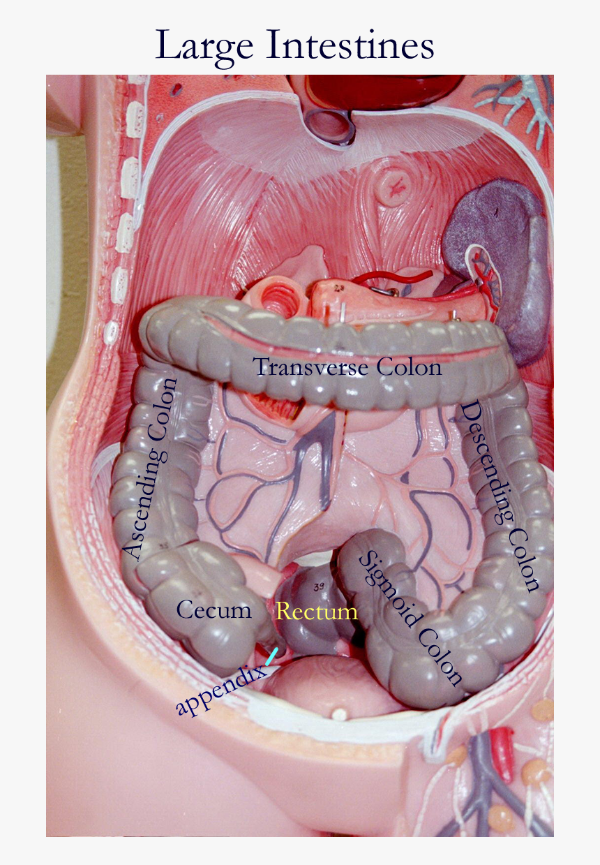 Large Intestine Torso Model, HD Png Download, Free Download