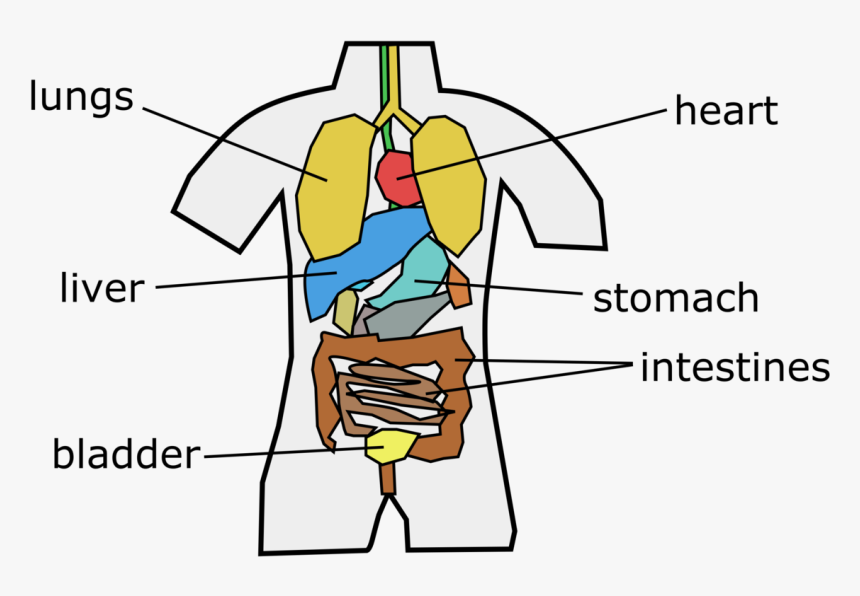 Human Behavior,angle,organ, HD Png Download, Free Download