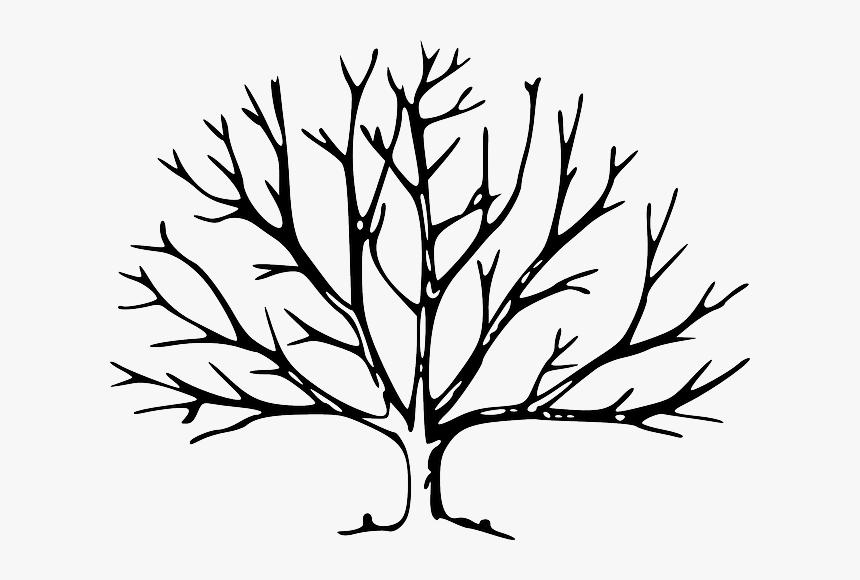 Branches, Plant, Tree, Vegetation, Winter - Tree With Branches Drawing, HD Png Download, Free Download