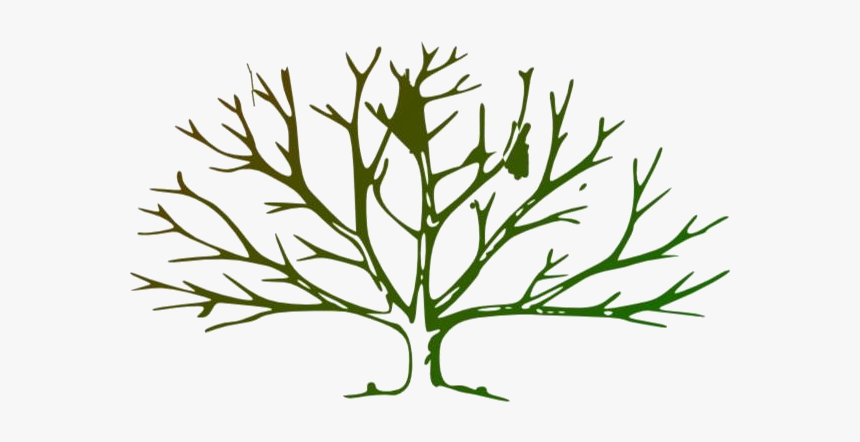 Tree With No Leaves Hd Png Clipart Download - Tree Outline Clipart, Transparent Png, Free Download