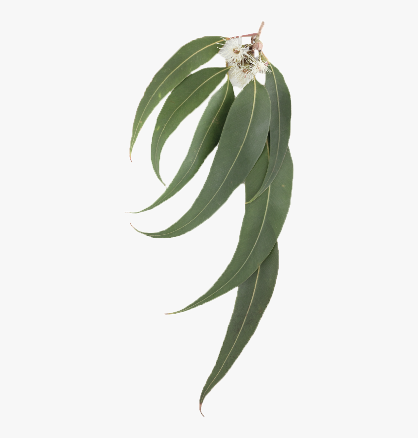 Eucalyptus Leaves Png - Transparent Background Eucalyptus Oil Leaves, Png Download, Free Download