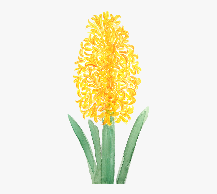 Yellow Hyacinth, HD Png Download, Free Download