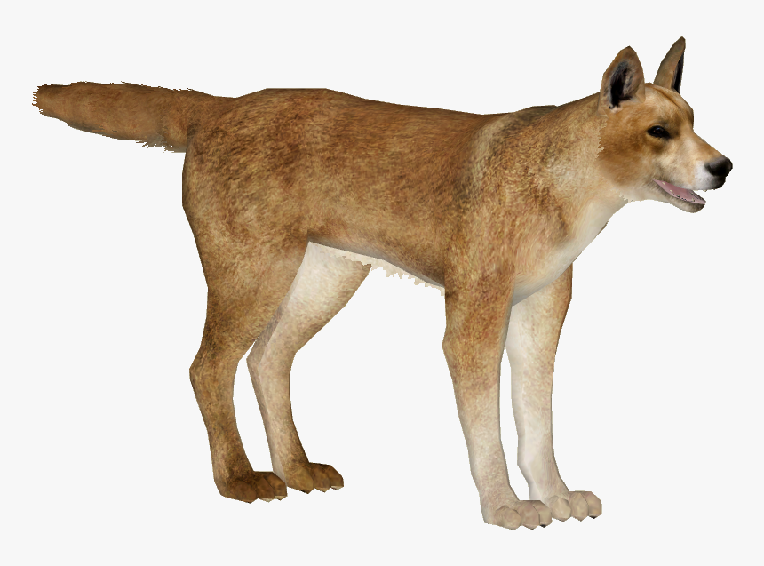 Dingo Png, Transparent Png, Free Download