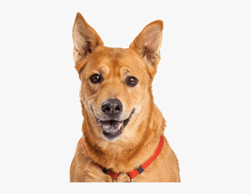 Carolina Dingo Puppy, HD Png Download, Free Download