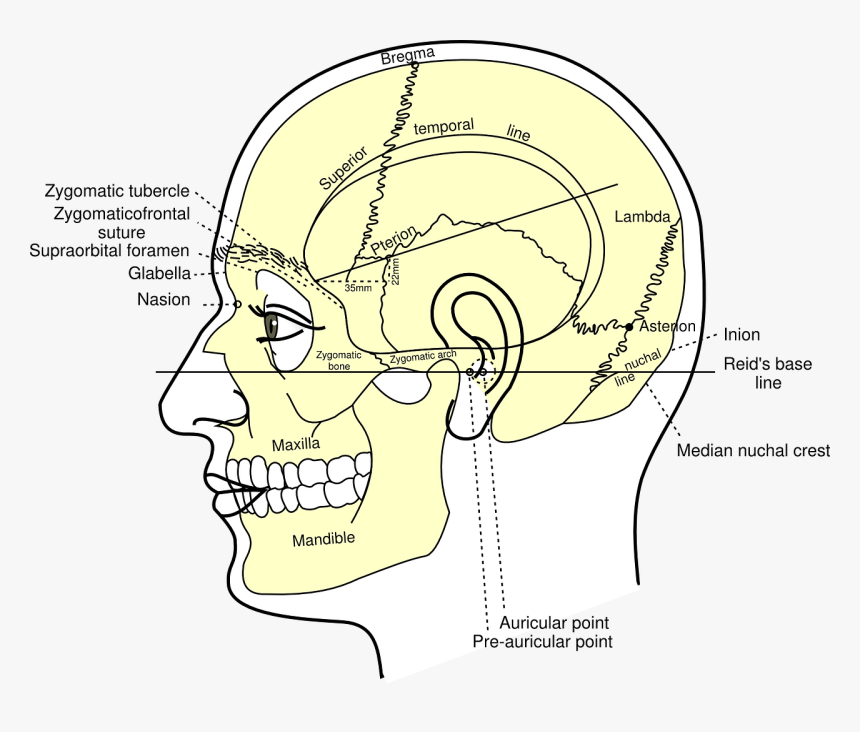 Asterion Skull, HD Png Download, Free Download