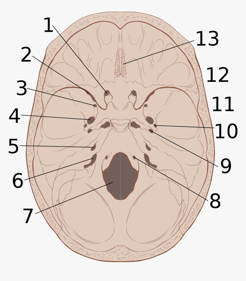 Orificios De La Base Del Craneo, HD Png Download, Free Download