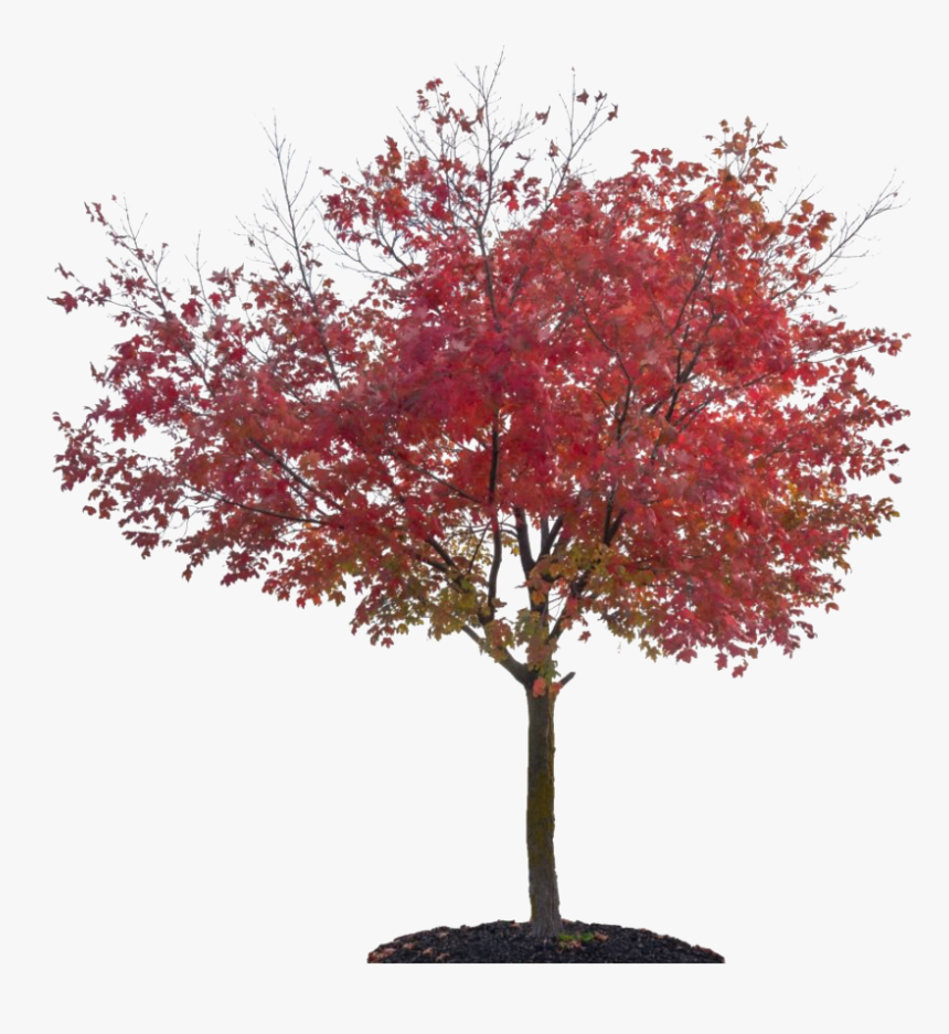 Nature Autumn Fall Tree Png File - Japanese Maple Tree Png, Transparent Png, Free Download