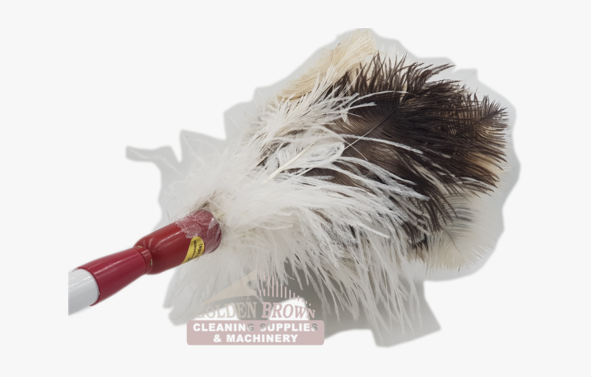 D3 Fd Feather Duster Ostrich Genuine C - Flightless Bird, HD Png Download, Free Download