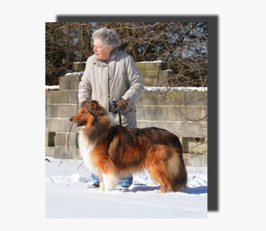 Rough Collie, HD Png Download, Free Download