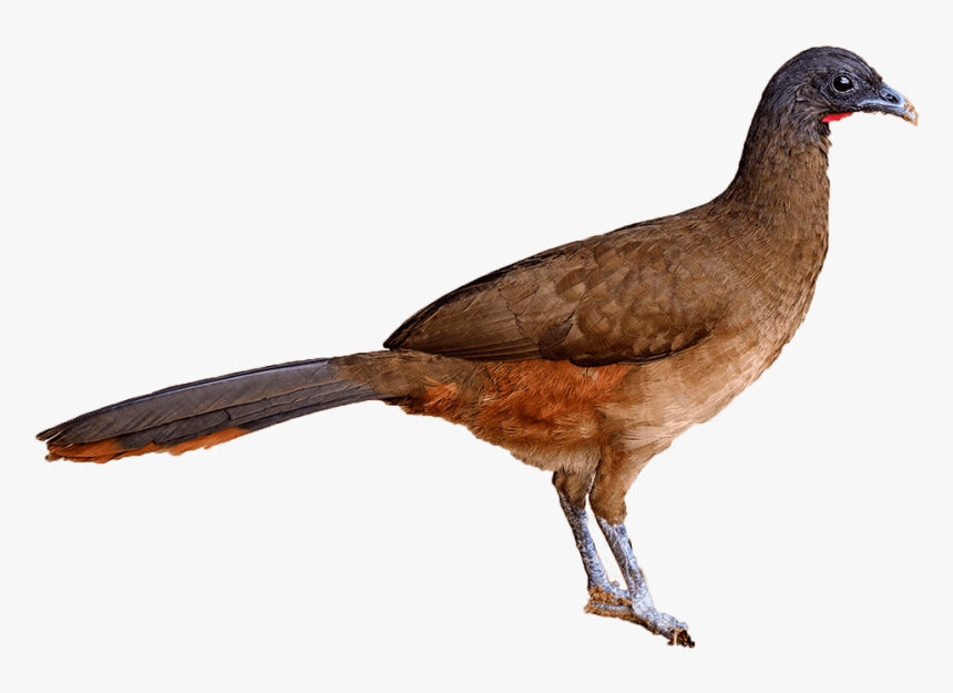 National Birds Of Trinidad And Tobago, HD Png Download, Free Download