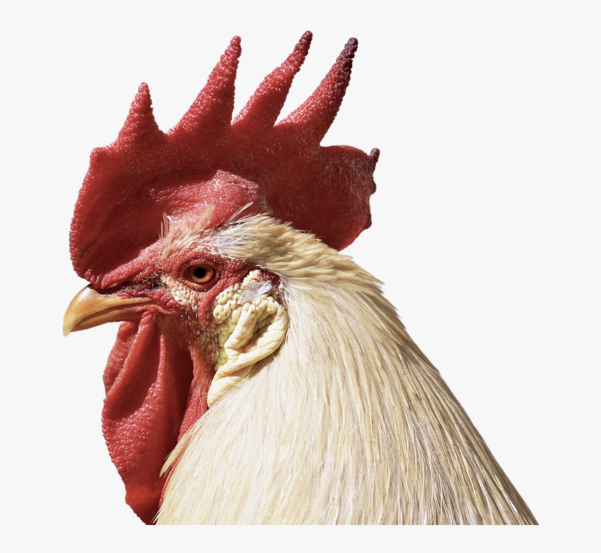 Hahn, Feather, Close, Poultry, Pride, Bill, Beautiful - Rooster Png Eye, Transparent Png, Free Download