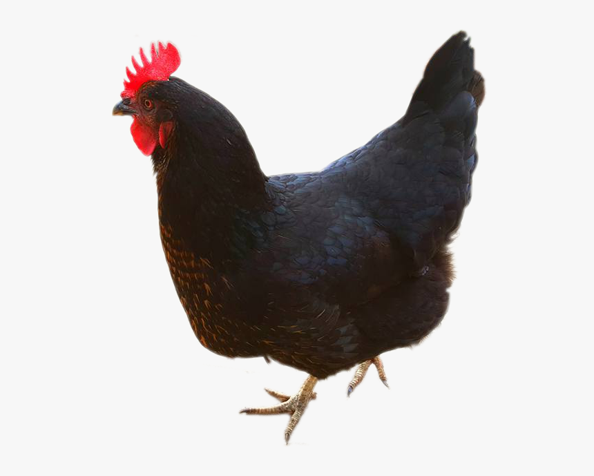 Rooster, HD Png Download, Free Download