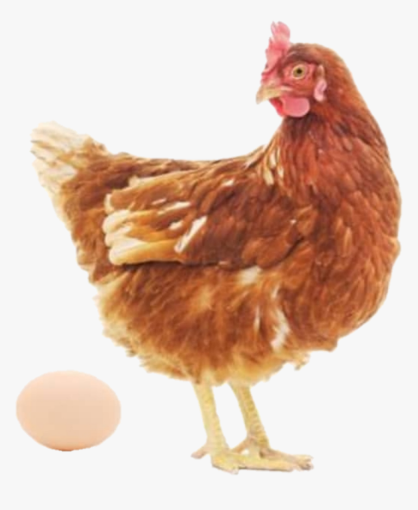#chicken #egg #hen - Hen And Egg Png, Transparent Png, Free Download