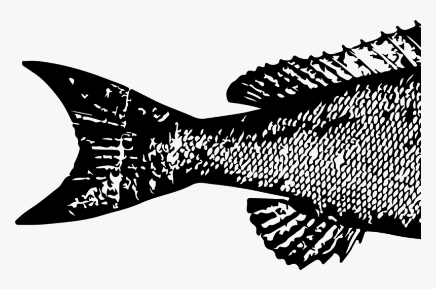 Transparent Fish Head Png - Illustration, Png Download, Free Download