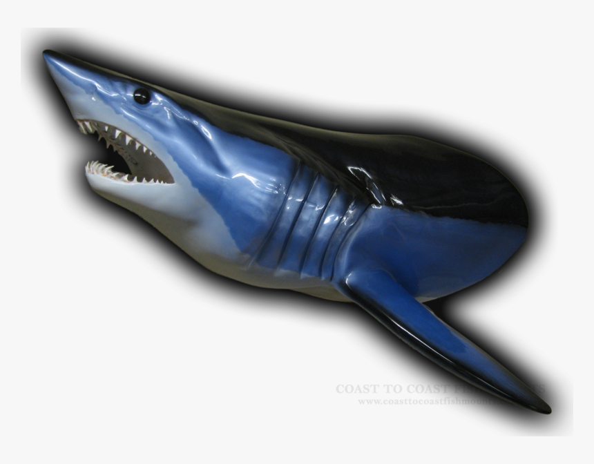Shark Head Png - Blue Whale, Transparent Png, Free Download