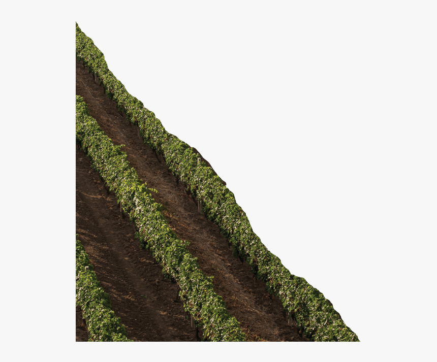 Background Image - Corner - Plantation, HD Png Download, Free Download