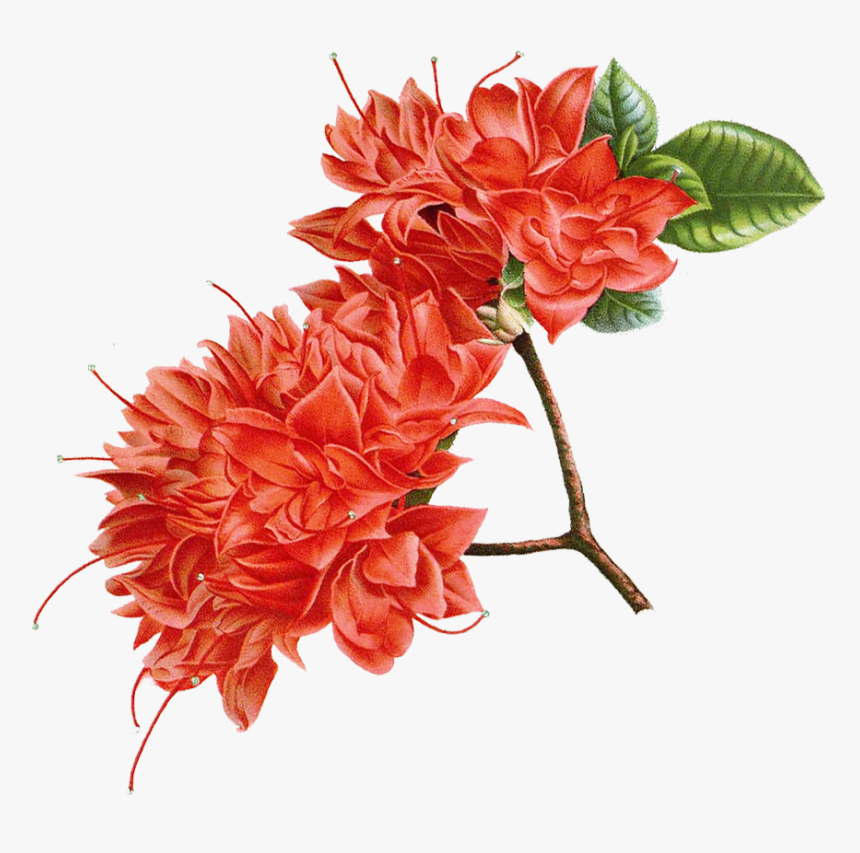 Transparent Shrub Png Plan - Artificial Flower, Png Download, Free Download