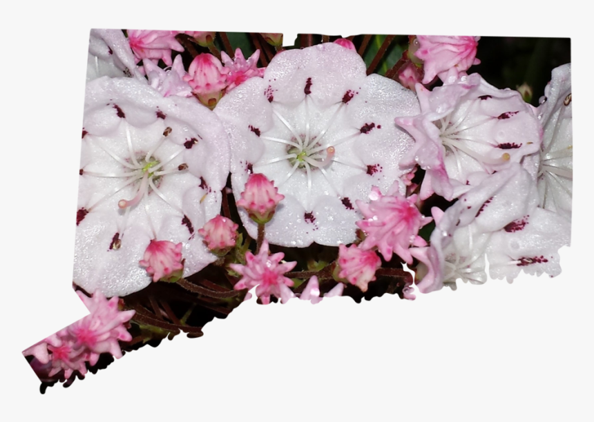 Connecticut - Artificial Flower, HD Png Download, Free Download