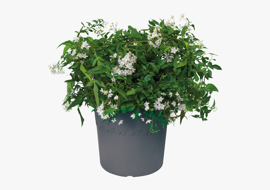 Flowerpot, HD Png Download, Free Download