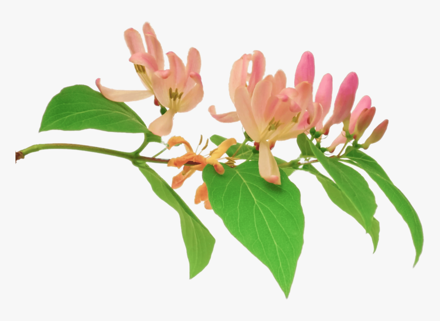 Pink Honeysuckle Branch - Honeysuckle Transparent, HD Png Download, Free Download