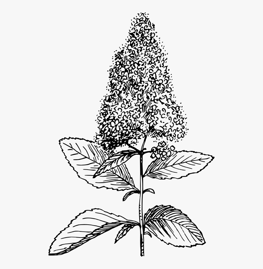 Spiraea - Line Art, HD Png Download, Free Download