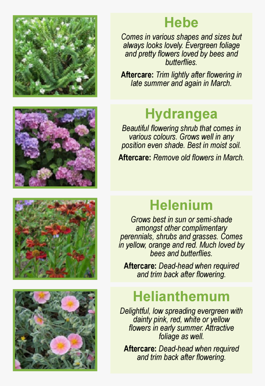 Verbena, HD Png Download, Free Download