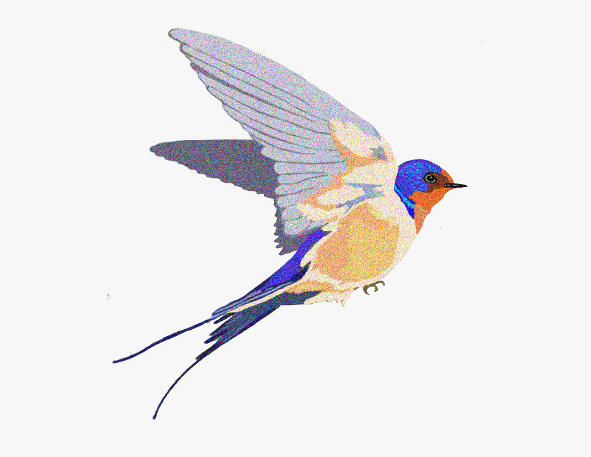 Download Barn Swallow Background Png - Barn Swallow Clipart, Transparent Png, Free Download